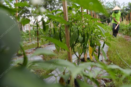 TINJAUAN PETANI BELANJAWAN 2021