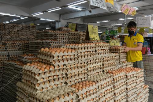 TINJAUAN TELUR