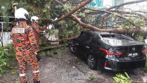 POKOK TUMBANG