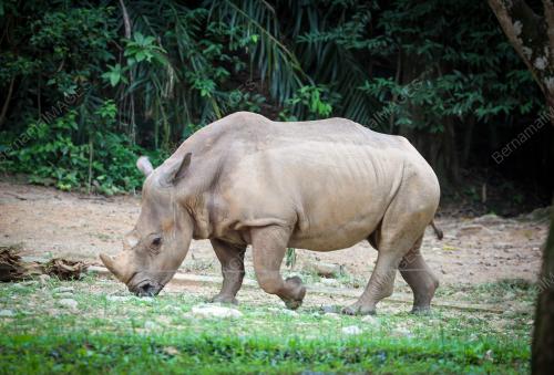 ZOO NEGARA