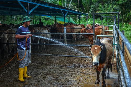 LEMBU IBADAH KORBAN
