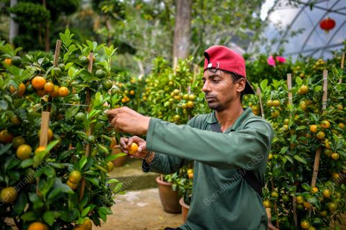 KEBUN LIMAU TAHUN BARU CINA