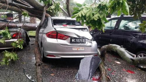 POKOK TUMBANG