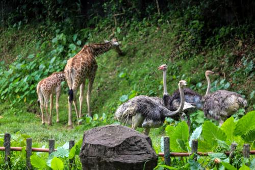 ZOO NEGARA