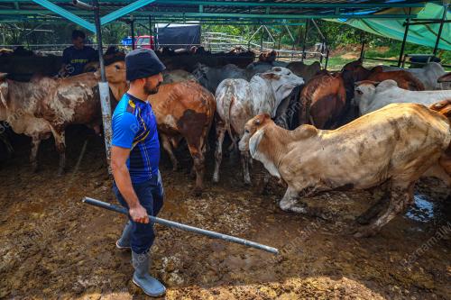 LEMBU IBADAH KORBAN