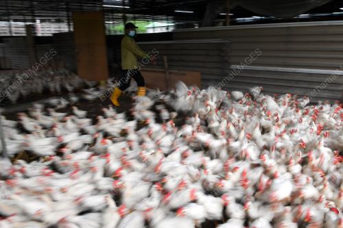 TINJAUAN PENTERNAK BELANJAWAN 2021