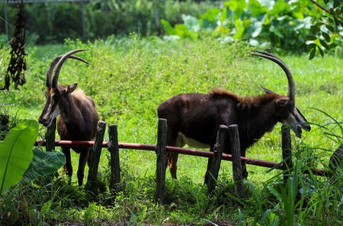 ZOO NEGARA