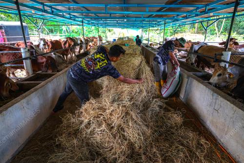 LEMBU IBADAH KORBAN