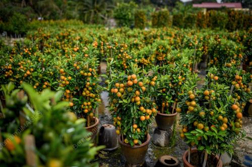 KEBUN LIMAU TAHUN BARU CINA