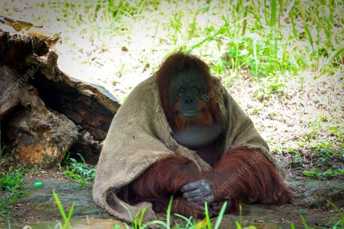 ZOO NEGARA