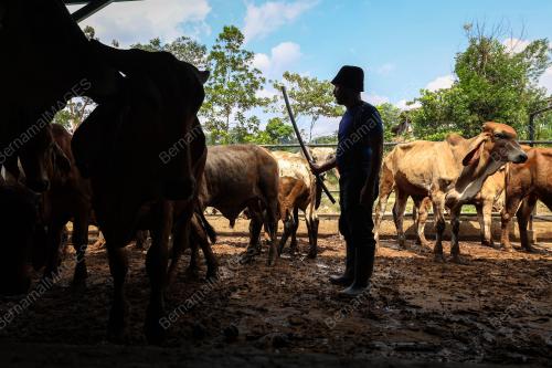 LEMBU IBADAH KORBAN