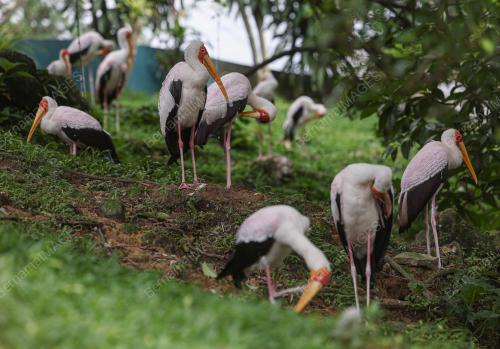KL BIRD PARK TARIKAN PENGUNJUNG