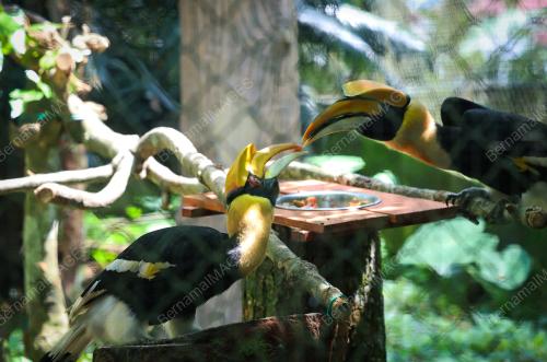 ZOO NEGARA