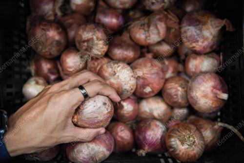 DUTI EKSPORT BAHARU KE ATAS BAWANG