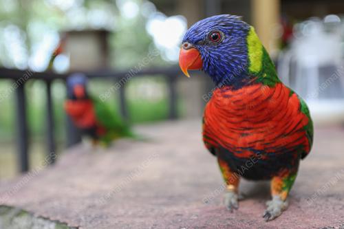 KL BIRD PARK TARIKAN PENGUNJUNG