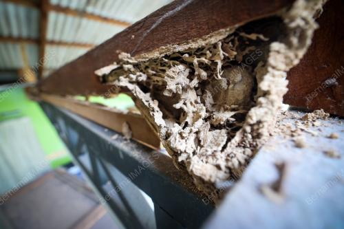 ASNAF MOHON BANTUAN AKIBAT SERANGAN ANAI ANAI