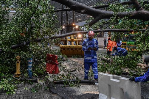 POKOK TUMBANG JALAN PINANG