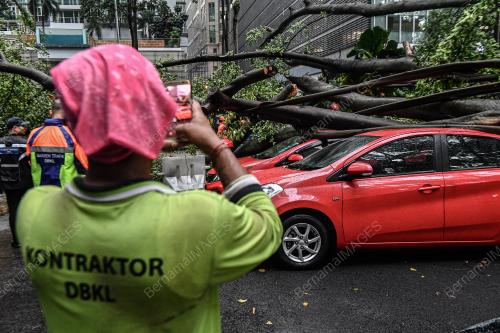 POKOK TUMBANG JALAN PINANG