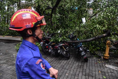 POKOK TUMBANG JALAN PINANG