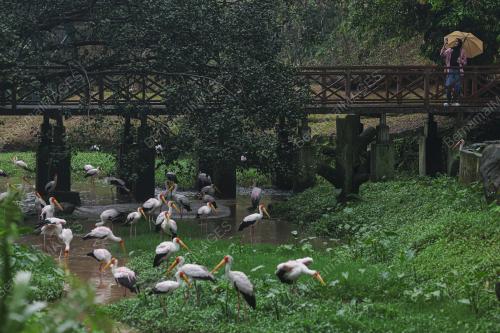 KL BIRD PARK TARIKAN PENGUNJUNG