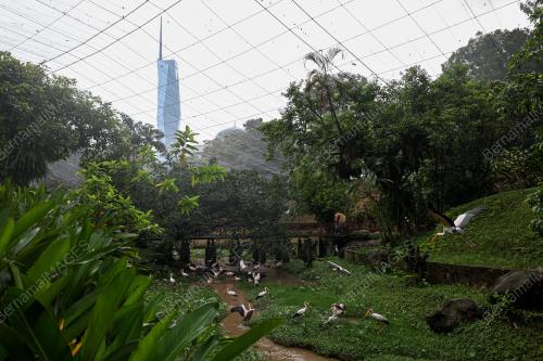 KL BIRD PARK TARIKAN PENGUNJUNG
