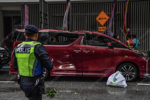 POKOK TUMBANG JALAN PINANG