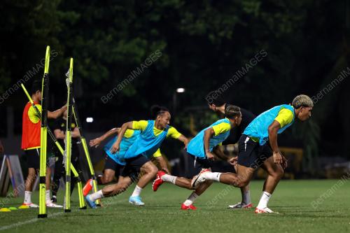 HARIMAU MALAYA