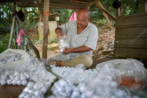 PENJUAL BOLA GOLF TERPAKAI