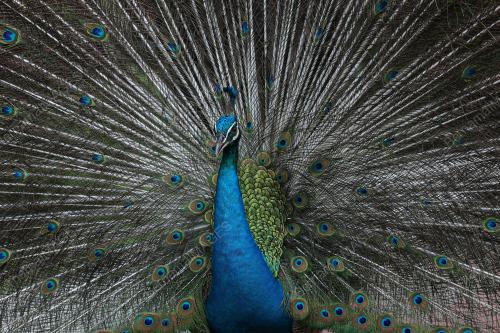KL BIRD PARK TARIKAN PENGUNJUNG
