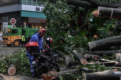 POKOK TUMBANG JALAN PINANG