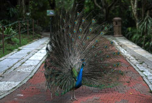 KL BIRD PARK TARIKAN PENGUNJUNG