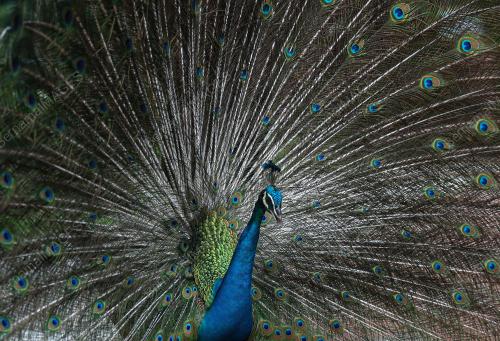 KL BIRD PARK TARIKAN PENGUNJUNG
