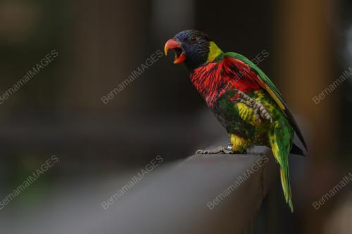 KL BIRD PARK TARIKAN PENGUNJUNG