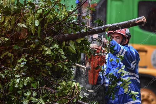 POKOK TUMBANG JALAN PINANG