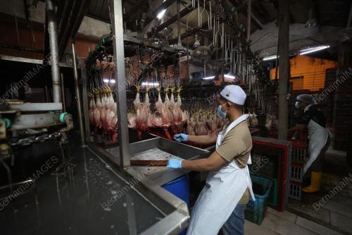 OPERASI RUMAH PENYEMBELIHAN AYAM KPDN SELANGOR