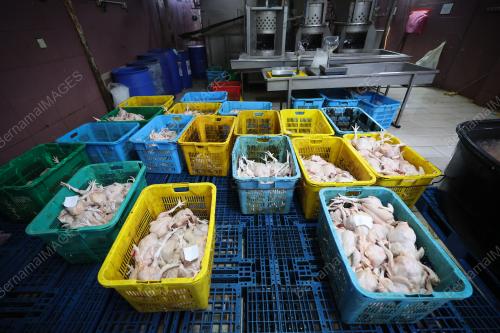 OPERASI RUMAH PENYEMBELIHAN AYAM KPDN SELANGOR
