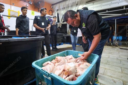 OPERASI RUMAH PENYEMBELIHAN AYAM KPDN SELANGOR