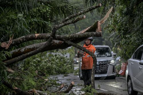TINJAUAN POKOK TUMBANG