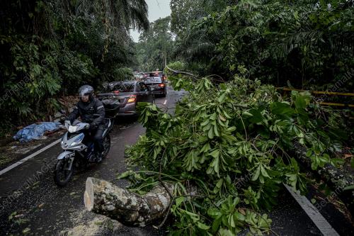 TINJAUAN POKOK TUMBANG