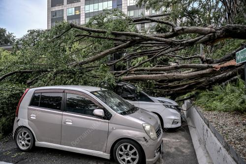 POKOK TUMBANG