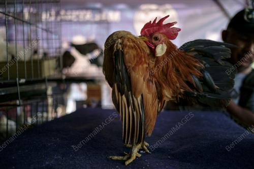 MAHA 2022