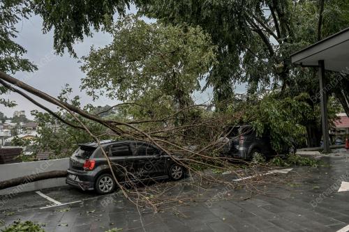 POKOK TUMBANG