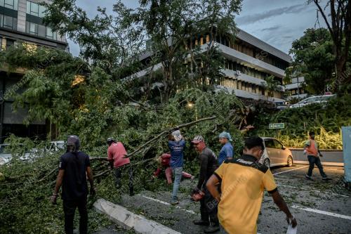 POKOK TUMBANG