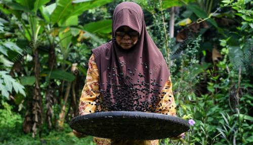 PENGUSAHA KOPI KAMPUNG