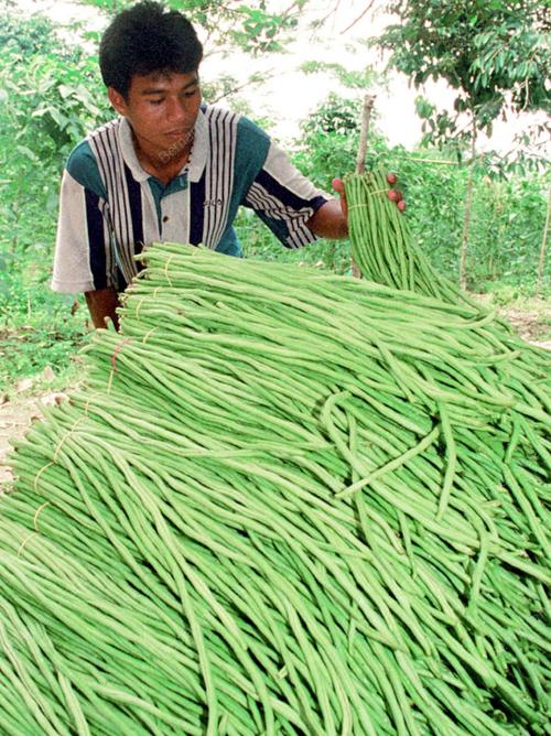 KT01-15_10_2000_PETANI_MUDA_14012016
