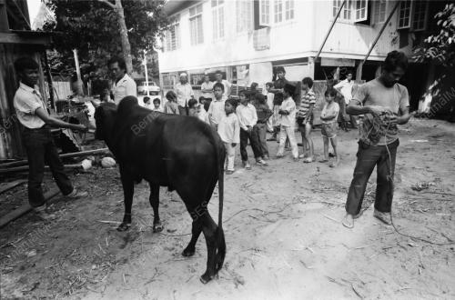 KT01_26012015_KORBAN_LEMBU