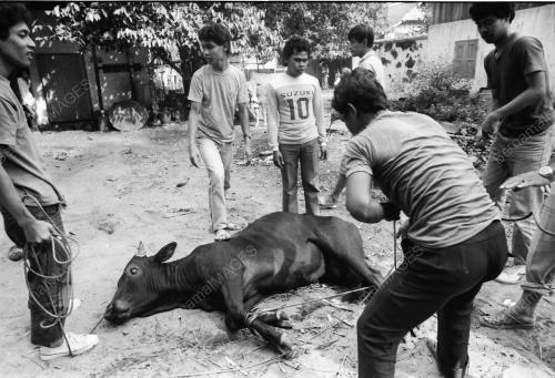 KT04_26012015_KORBAN_LEMBU