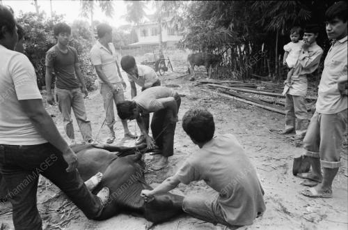 KT05_26012015_KORBAN_LEMBU