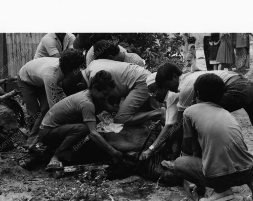 KT15_26012015_KORBAN_LEMBU