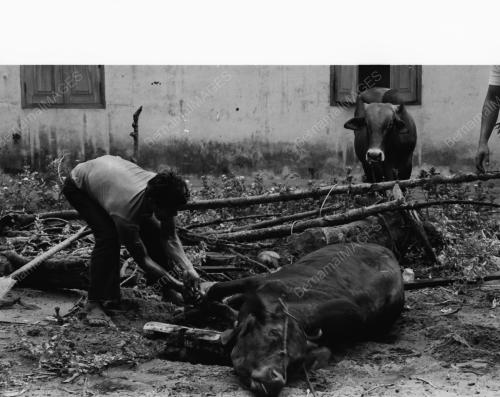 KT16_26012015_KORBAN_LEMBU